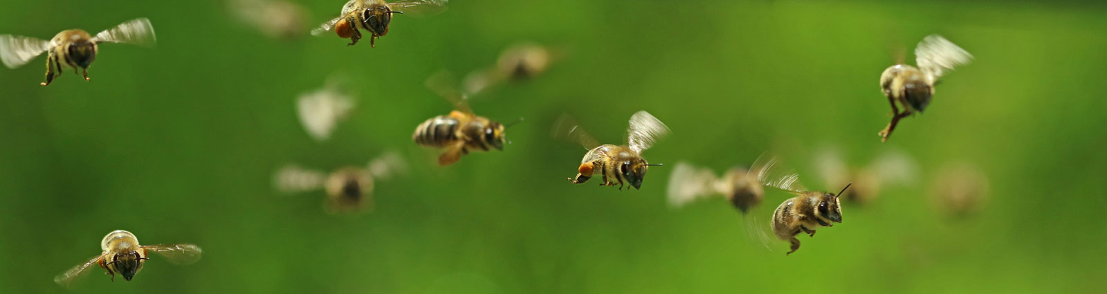 What Are Africanized Bees Capelouto Termite And Pest Control