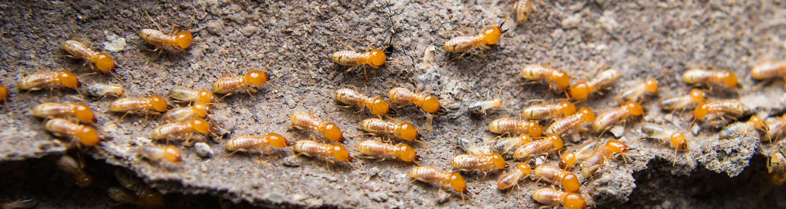 Most Common Pests Found In Florida Capelouto Termite And Pest Control